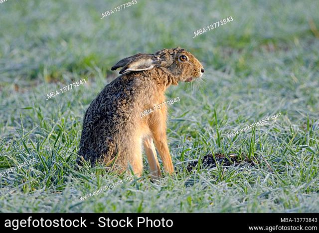 Yawning Brown Hare (Lepus europaeus) in a meadow, spring, spring, April, Hesse, Germany