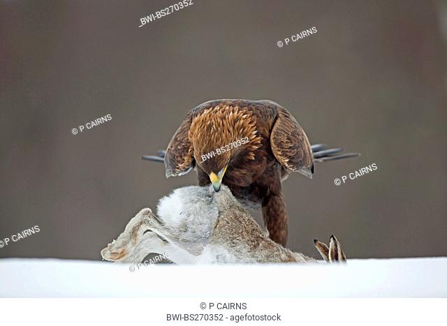 golden eagle Aquila chrysaetos, sitting on a snow field feeding from a mountain hare, Cairngorms National Park
