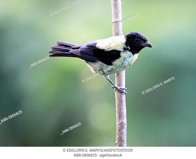 Black-headed tanager, Tangara cyanoptera perched in a branch in the forest, Altos Mirandinos, Venezuela