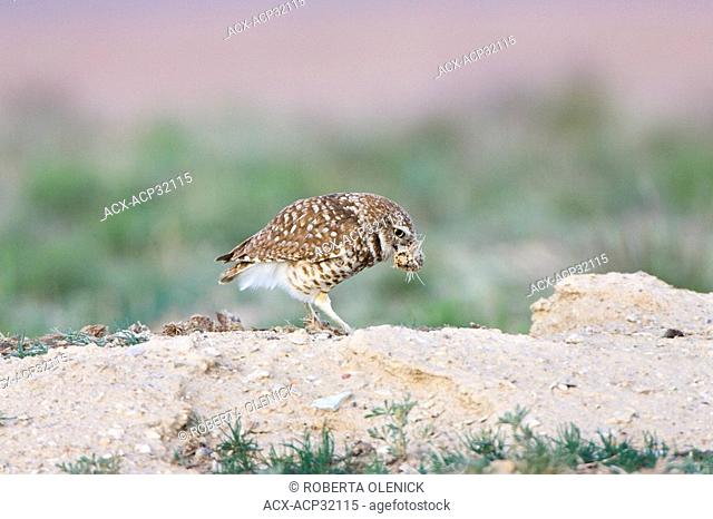 Burrowing owl Athene cunicularia, shredding dung, at burrow, Pueblo West, Colorado. Burrowing owls often use dung to line their nests