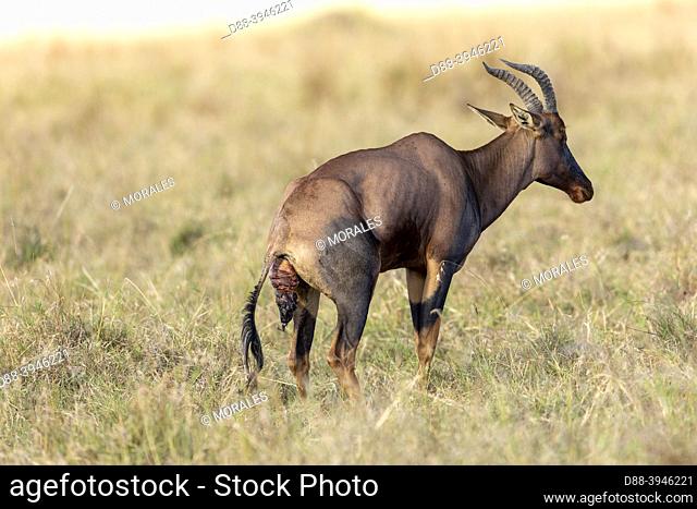 Africa, East Africa, Kenya, Masai Mara National Reserve, National Park, Topi (Damaliscus korrigum), in the savannah, mother and newborn
