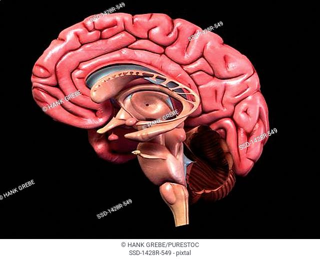Full color, detailed human brain anatomy, 3-D medical illustration of sagittal section side view, cross section of human brain and its parts