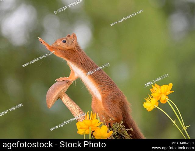 red squirrel touching a mushroom with yellow globeflowers reaching