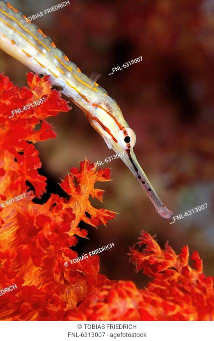 Network Pipefish Corythoichthys flavofasciatus, Eilat, Israel, Red Sea, underwater shot