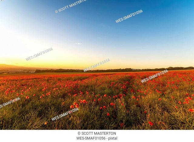 UK, Scotland, Midlothian, Poppy field at sunset