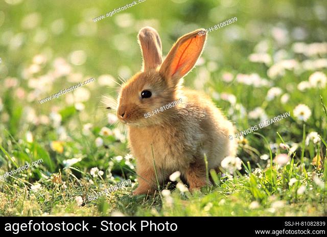 Domestic Rabbit, Dwarf Rabbit. Young on meadow. Germany