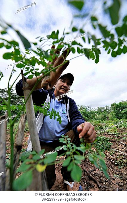 Paraguayan farmer attending to the seedling of a Moringa (Moringa oleifera) in her garden for medicinal plants, Comunidad Mandu'ara, District Jasy Kany