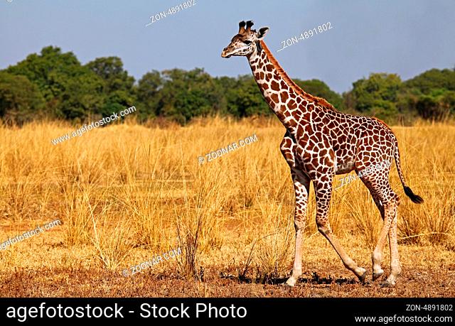Giraffe im South Luangwa Nationalpark, Sambia; Giraffe at South Luangwa National Park, Zambia; Giraffa camelopardalis