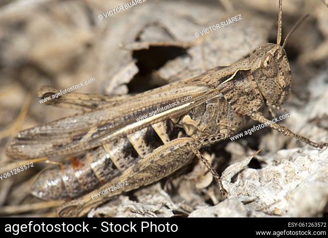 Grasshopper. Gallocanta Lagoon Natural Reserve. Aragon. Spain
