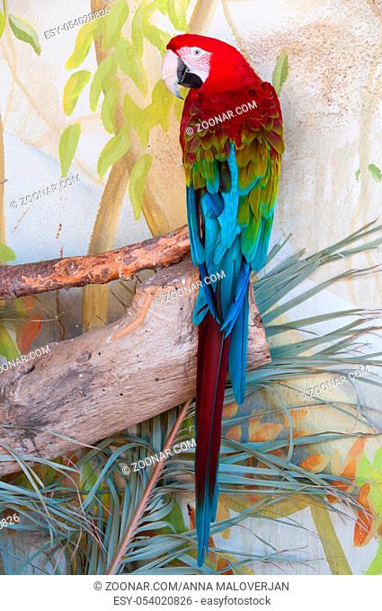 Shot of Green-Winged macaw in nature surrounding