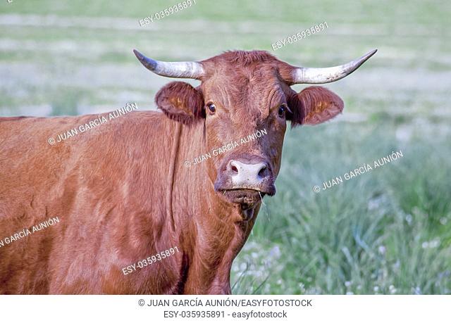 Red retinta cow grazing at Alor Mountains Dehesas. San Jorge de Alor, Badajoz, Spain
