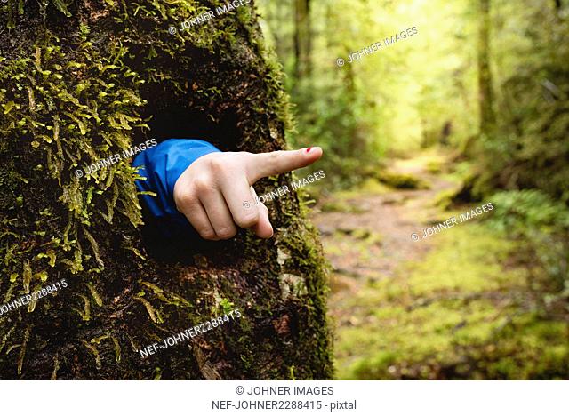 Hand emerging from hole in tree trunk