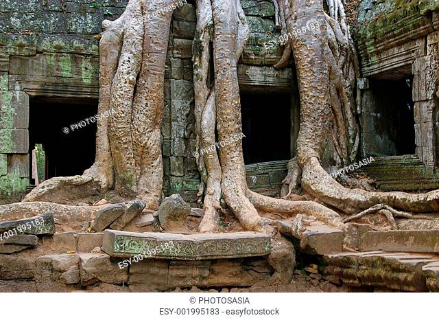 Ancient tree and ruins entwined
