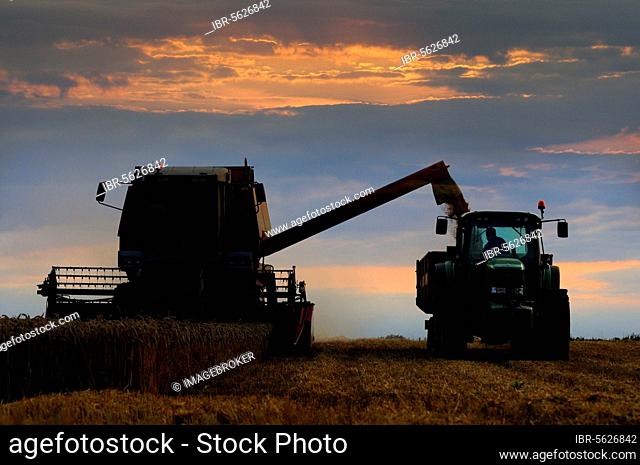 Wheat (Triticum aestivum) crop, harvesting at sunset, combine harvester unloading grain into tractor and trailer, Norfolk, England, United Kingdom, Europe