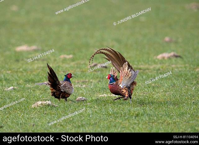 Pheasant, Common Pheasant (Phasianus colchicus). Two cock birds fighting. Germany