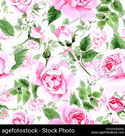 Wildflower tea rose flower pattern in a watercolor style. Full name of the plant: rose, rosa, hulthemia. Aquarelle wild flower for background, texture