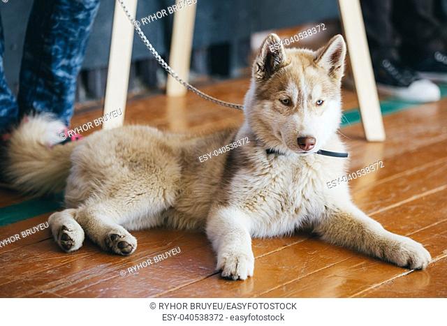 Close Up Head Young Happy Husky Puppy Eskimo Dog Sitting On Wooden Floor