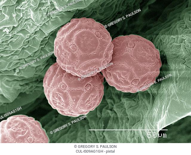 Coloured SEM of pollen of miniature holly