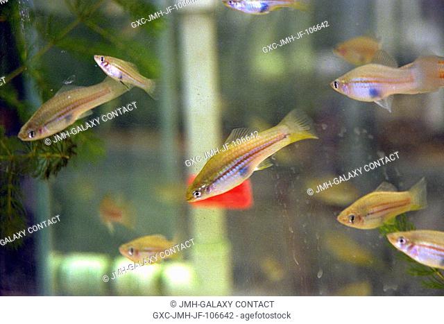 Swordtail fish (Xiphophorus helleri), like those that are part of the Neurolab payload on Space Shuttle Mission STS-90, are shown in their holding tank in the...