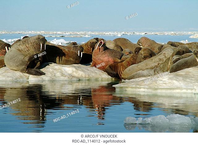 Atlantic Walruses on ice floe Baffin Island Nunavut Territory Canada Odobenus rosmarus