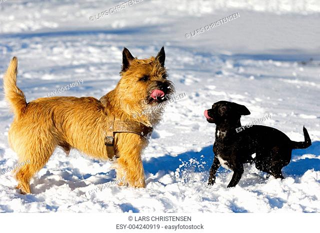 Two dogs in snow