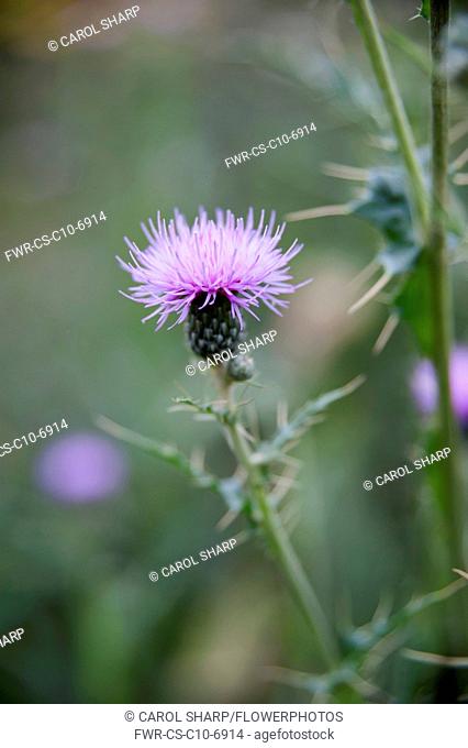 Thistle, Montpellier thistle, Cirsium monspessulanum, Side view of one pink flower