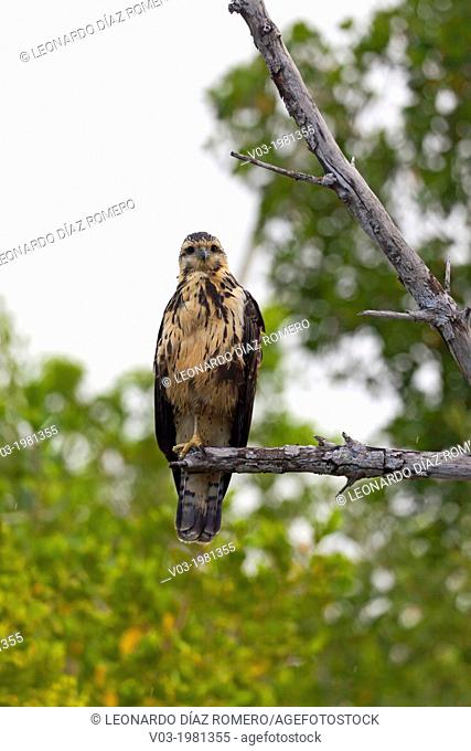 An young eagle with only one leg: Rio Lagartos Natural Park, A place to watch wildlife and flamingos in Yucatan, Mexico