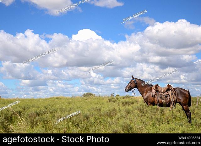 Lonely horse in the countryside, with a cloudy background at a farm. San Ramon, Canelones, Uruguay