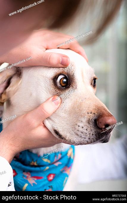 Close-up of a veterinarian examining dog's eye in clinic