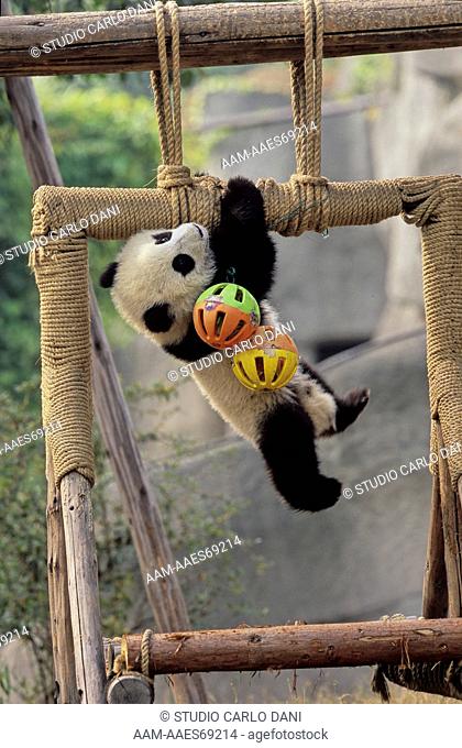 Giant Panda (Ailuropoda Melanoleuca) Baby, Chengdu Research Base, Sichuan, China