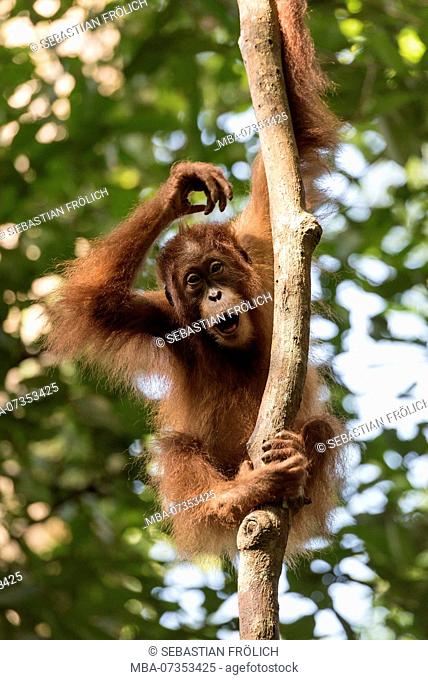 Young orangutan on thick branch