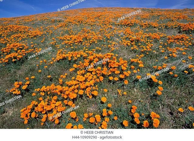 Antelope Valley, California Poppy Reserve, California, USA, United States, America, Poppies, orange, flowers, bloom, blooming, California
