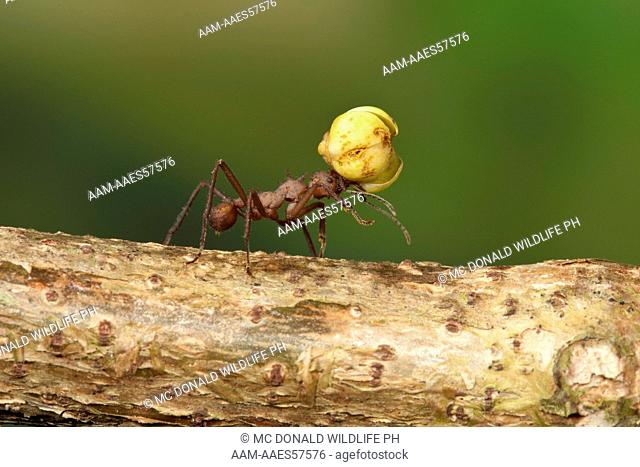 Leafcutter Ant (Atta colombica) Costa Rica, workers transporting leaves