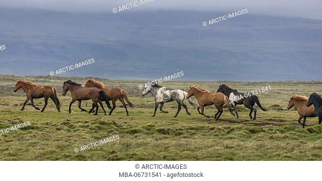 Horses running in the countryside, Iceland