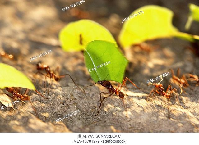 Leaf-cutter Ant (Atta sp)