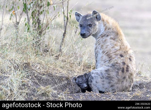 Spotted Hyena (Crocuta crocuta) mother and cub together at den entrance, looking at camera, Serengeti national park, Tanzania