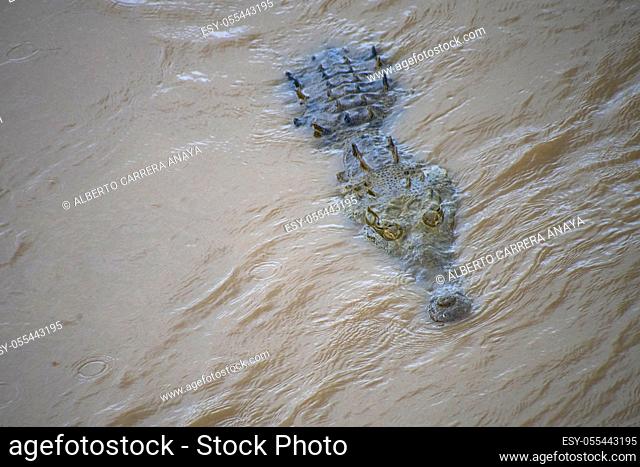 American Crocodile, Crocodylus acutus, Costa Rica, Central America, America