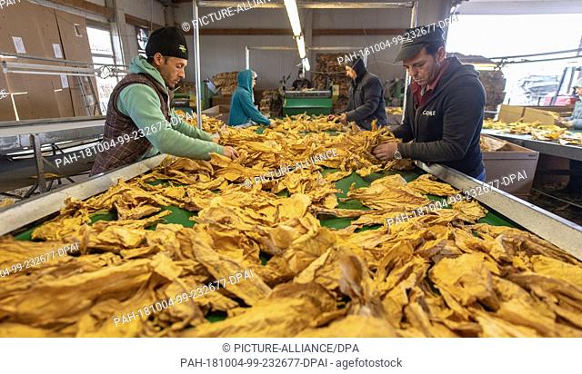 04 October 2018, Baden-Wuerttemberg, Neuried-Altenheim: Harvesters sort dried tobacco leaves. 96 % of German tobacco is used as shisha tobacco