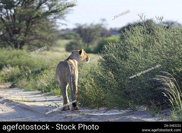 Lioness (Panthera leo), adult female, on a sand road, looking far ahead, Kgalagadi Transfrontier Park, Northern Cape, South Africa, Africa