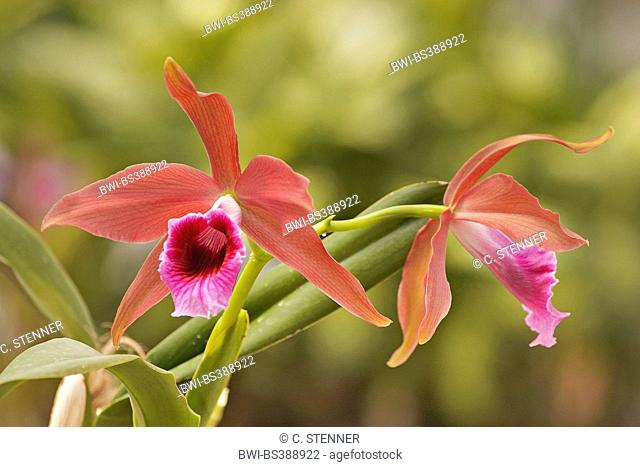 Cattleya orchid (Cattleya tenebrosa Kupferkoenig, Cattleya tenebrosa 'Kupferkoenig'), flowers of cultvar Kupferkoenig