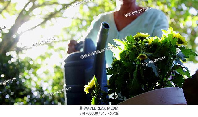 Senior woman watering plants