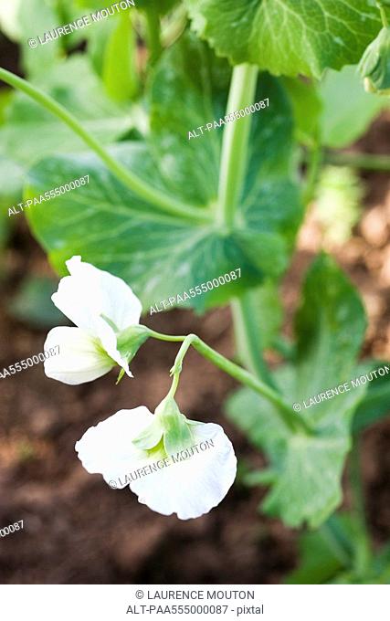 Baby pea plant, close-up