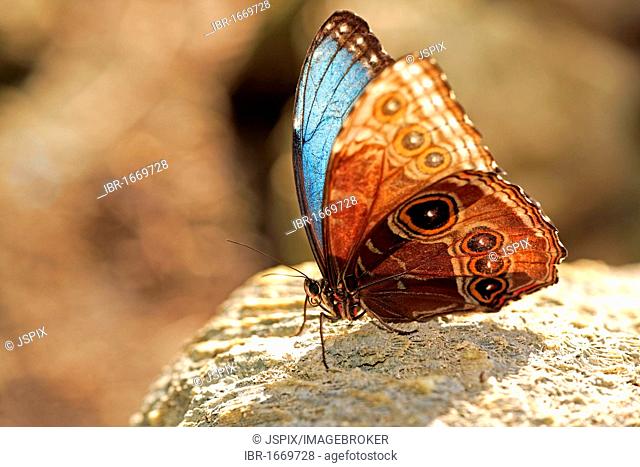 Blue Morpho butterfly (Morpho anaxibia), imago, South America