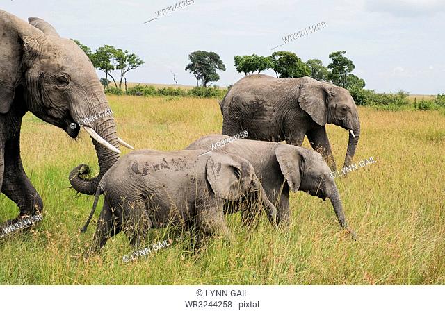 Herd of elephants crossing the Maasai Mara National Reserve, Kenya, East Africa, Africa
