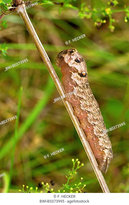 small elephant hawkmoth (Deilephila porcellus), caterpillar at a bedstraw stem, Germany