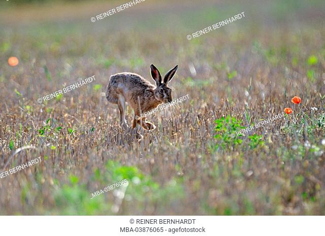 Hare in the early morning light on harvested field