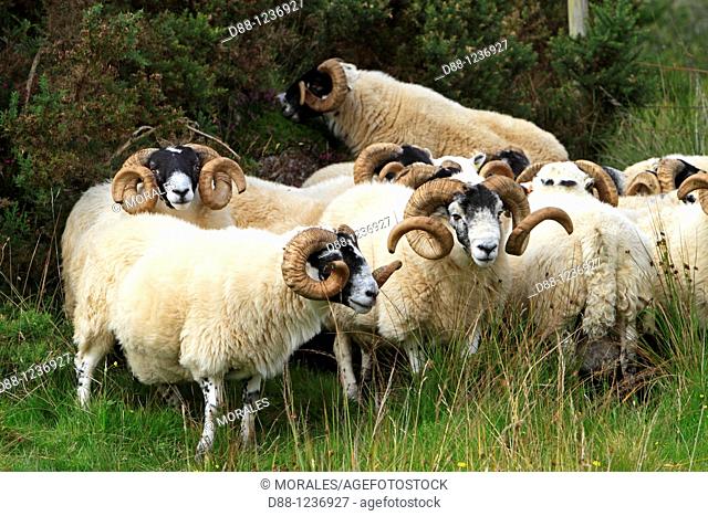 Blakcface  Scottish sheep  Ram Argyll county  Ardnamurchan   Scotlland  Ovis aries  Order Artiodactyla Family: Bovidae