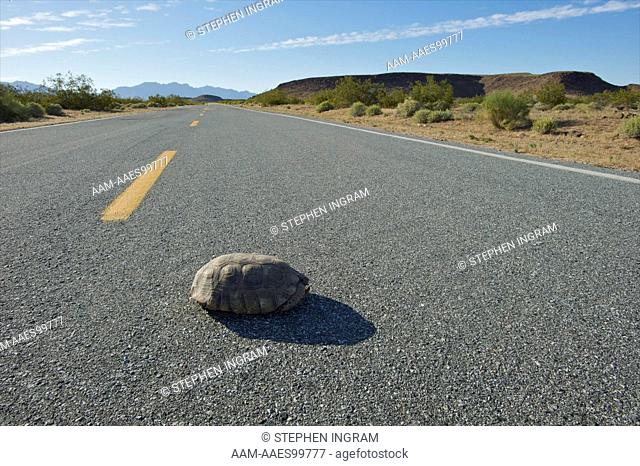 Male Desert Tortoise (Gopherus agassizii) near road to Hole-in-the-wall, near turnoff to Mitchell Caverns, Mojave National Preserve, CA