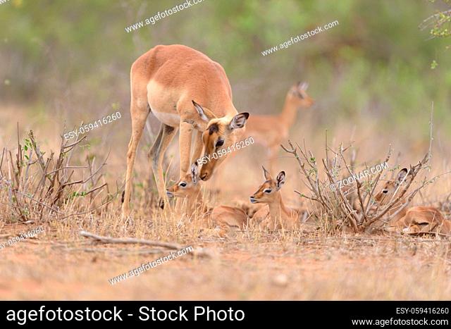 Impala calf, baby impala antelope in the wilderness of Africa