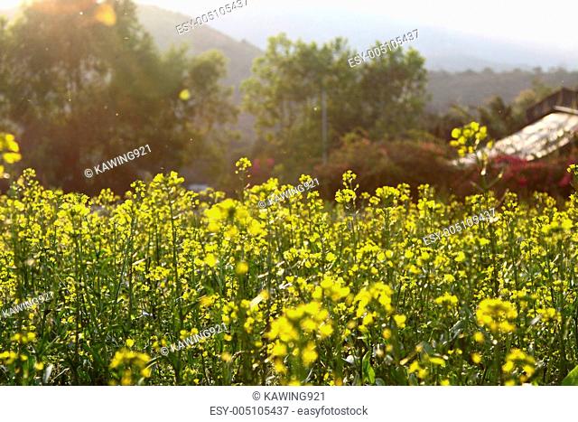 Rape flowers field under sunlight